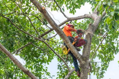 Maintain the Health of the Tree!