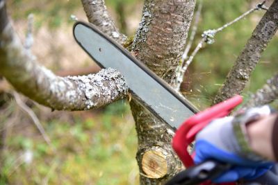 Remove Old or Diseased Tree Branches!