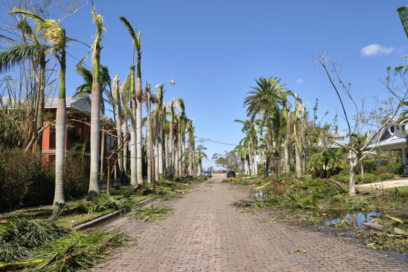Storm Damage Tree Fall