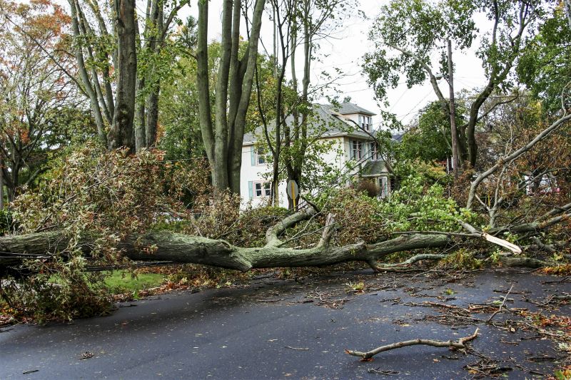 Fallen Tree in a Commercial Area