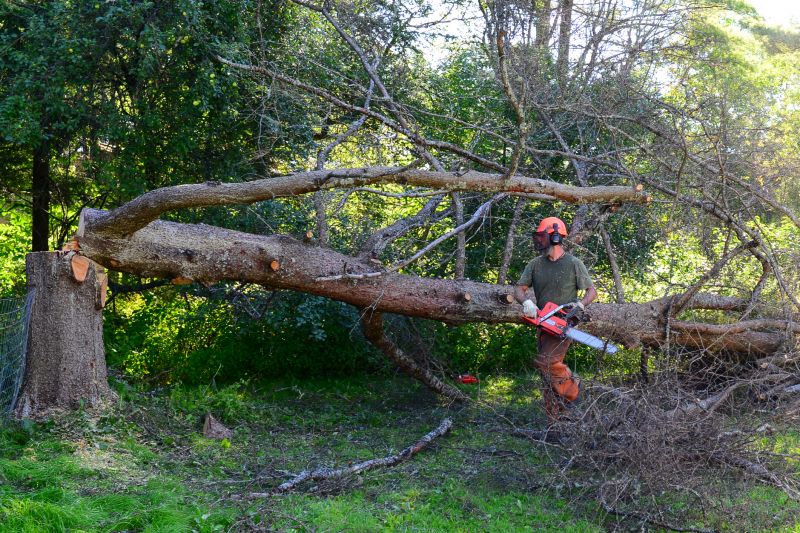 Commercial Tree Clearance