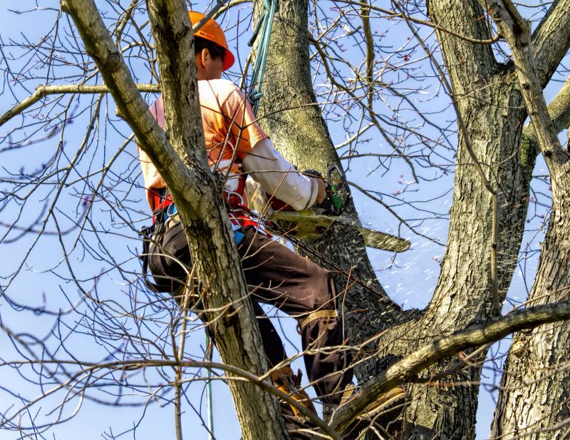 Products For Tree Branch Removals in use