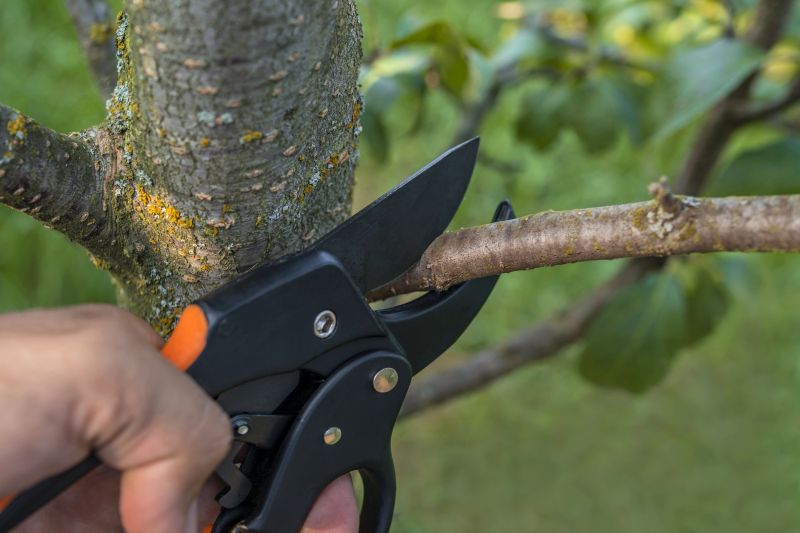 Tree Branch Removal Cost — Cost of Tree Branch Removal