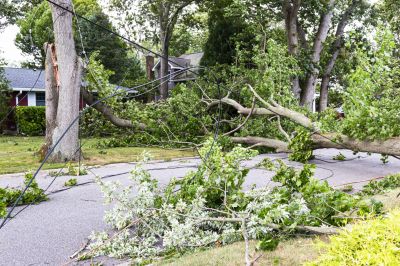 Tree Branch Removal Cost — Cost of Tree Branch Removal