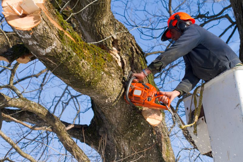 Tree Branch Removal Cost — Cost of Tree Branch Removal