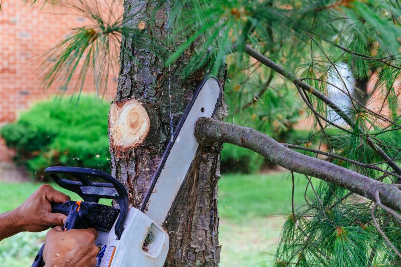 Tree Branch Removal Cost — Cost of Tree Branch Removal