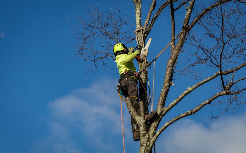 Overhanging Tree Branches