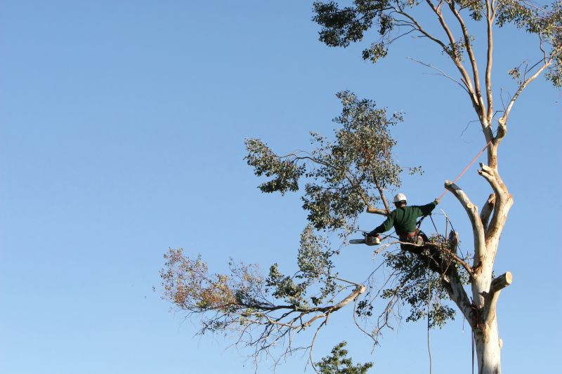 Arborist Climbing Techniques
