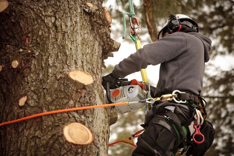 Arborist Working at Heights